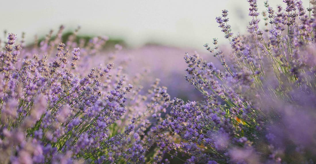 A close up view of blooming lavender fields.