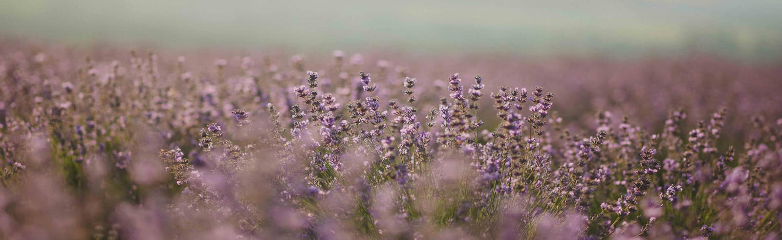 Purple wildflowers growing in thick bunches.